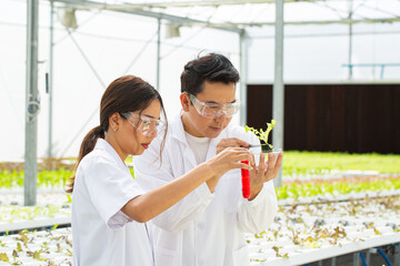 Two Asian scientists people check and analyze hydroponic vegetable 