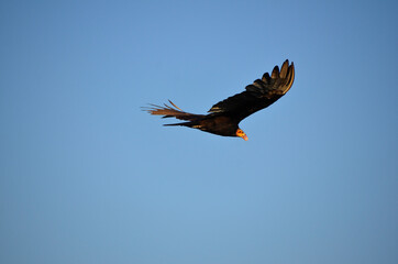 Flying turkey vulture in the sky