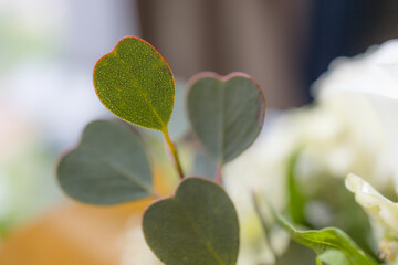 Beautiful delicate white flower with Eucalyptus bouquet