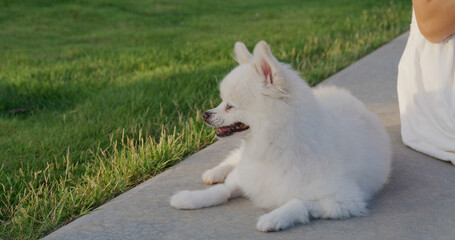 Pomeranian dog at park under sunset