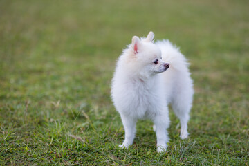 White pomeranian stand on green lawn at park
