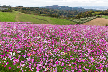 Pink daisy flower field in Awaiji Japan