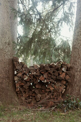 Wood Pile Between Trees