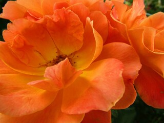 Obraz premium orange flower