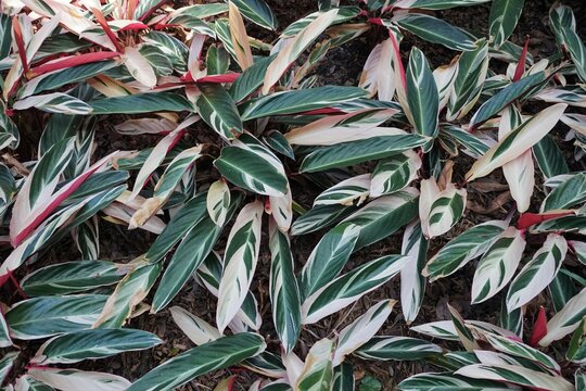 The spread of the white and green leaves of Stromanthe Sanguinea Triostar, a tropical plant