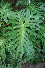 Beautiful fenestrated leaf of Philodendron Selloum