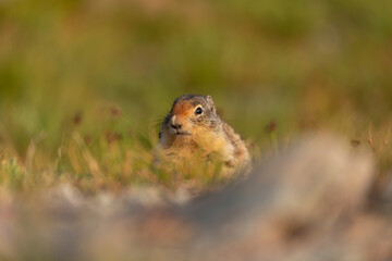 Naklejka na ściany i meble A Columbian Ground Squirrel sits in an alpine meadow eating summer grasses and seeds. 
