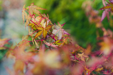 close-up of red Japanese maple plant outdoor with raindrops on its leaves