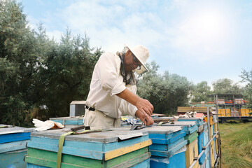 Beekeeper in uniform opening hive at apiary. Harvesting honey