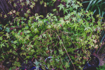 close-up of Japanese maple plant outdoor with raindrops on its leaves