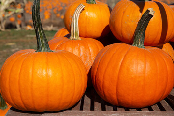 pumpkins on the ground