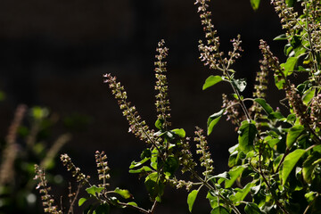 Holy basil. Ocimum tenuiflorum, commonly known as holy basil or tulsi, is an aromatic perennial plant in the family Lamiaceae. - obrazy, fototapety, plakaty