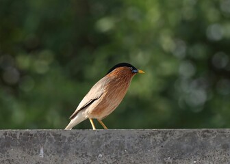 The brahminy myna or brahminy starling is a member of the starling family of birds. 