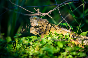 iguana