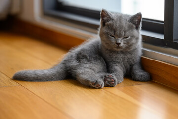 The kitten lies down on the wooden floor in the room. He rolled his eyes from sleep and was about to sleep, a pure and beautiful blue British Shorthair was resting by the window.