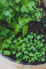 close-up of Italian parsley plant with raindrops of its leaves outdoor in vegetable garden