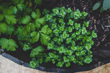 close-up of Italian parsley and oregano plants with raindrops of its leaves outdoor in vegetable garden