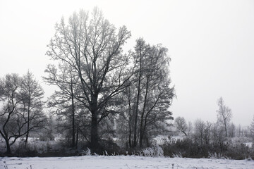 Fototapeta premium Winter morning in a haze. Trees on river banks in silvery hoarfrost. Magic natural picture.