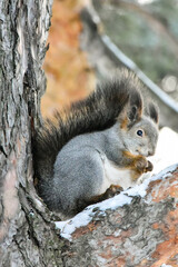 Obraz premium squirrel on a tree