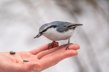 The Eurasian nuthatch eats seeds from a palm. Hungry bird wood nuthatch eating seeds from a hand during winter or autumn