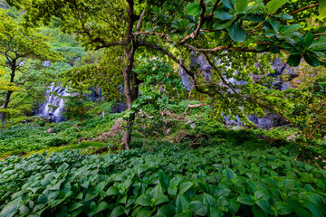 Fototapeta premium Underwood touristic site at Anse des Cascade, Reunion Island