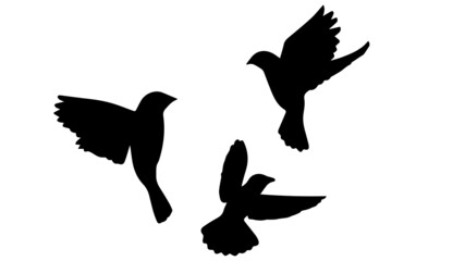 Obraz na płótnie Canvas silhouettes of birds