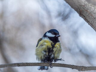 Cute bird Great tit, songbird sitting on a branch without leaves in the autumn or winter.
