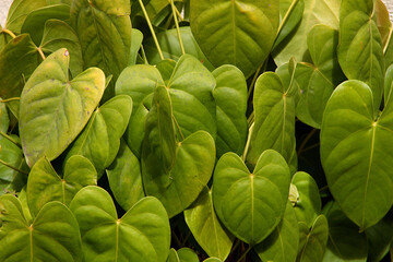 Leaves of Amrutha Balli