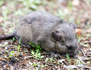 Norway Rat (AKA Brown, Common, Street, or Sewer Rat) in a Residential House Backyard in San Francisco Bay Area, California, USA.