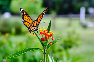 Monarch butterfly feeding on milkweed flowers