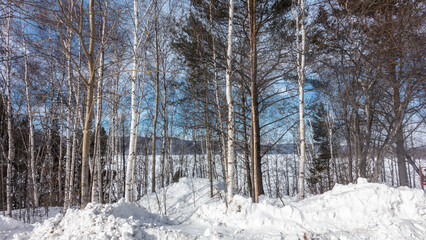 Birch grove in winter. White trunks and branches against the blue sky. There are snowdrifts on the ground. A sunny day. Siberia