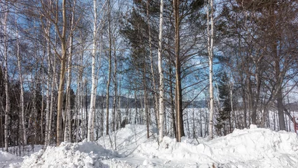 Papier Peint photo autocollant Bouleau Birch grove in winter. White trunks and branches against the blue sky. There are snowdrifts on the ground. A sunny day. Siberia
