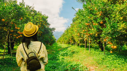 Tourists in the orange orchard