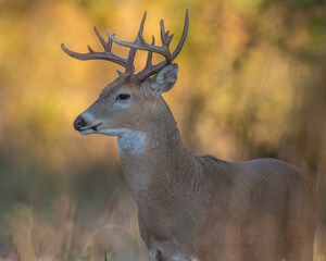 Naklejka na ściany i meble White-tailed Deer Buck
