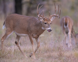 White-tailed Deer Buck