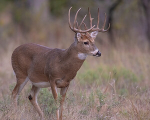 White-tailed Deer Buck
