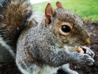 squirrel eating a nut