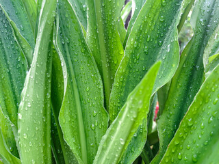 grass with dew drops