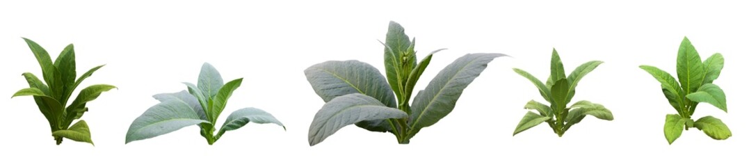 Isolated tobacco plant with clipping paths on white background.