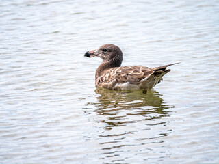 Juvenile Pacific Gull