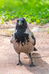 Black crow walks on green lawn. Raven on grass. Wild bird on meadow.