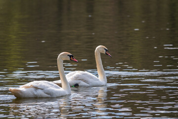 Two graceful white swans swim in the dark water.