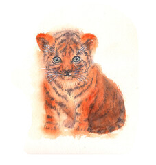 Tiger cub, isolated on a white background. Tiger painted in watercolor by hand. 