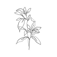 Leaf Branch Line Art Drawing. Leaves Line Drawing Illustration. Botanical Print Minimalist Style. Vector EPS 10