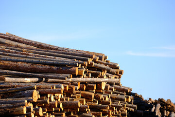 stacks of cut lumber wood tree trunks in lumber yard