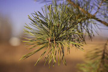 Pine branch. Pine needles. Background.