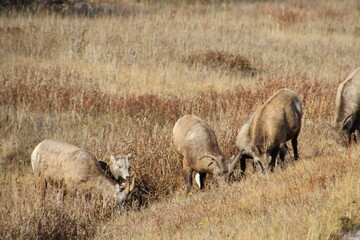 sheep in the field, Nordegg, Alberta