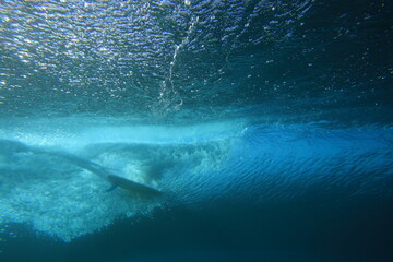 underwater view of a surfing riding a wave in clear water