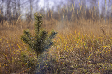 Field. Young pine. Autumn landscape.