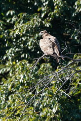 black kite in the forest